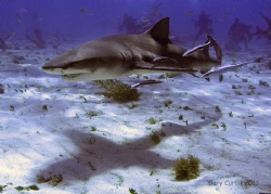 'Shadow of the Shark',with the usual entourage of followe... by Gary Curtis 